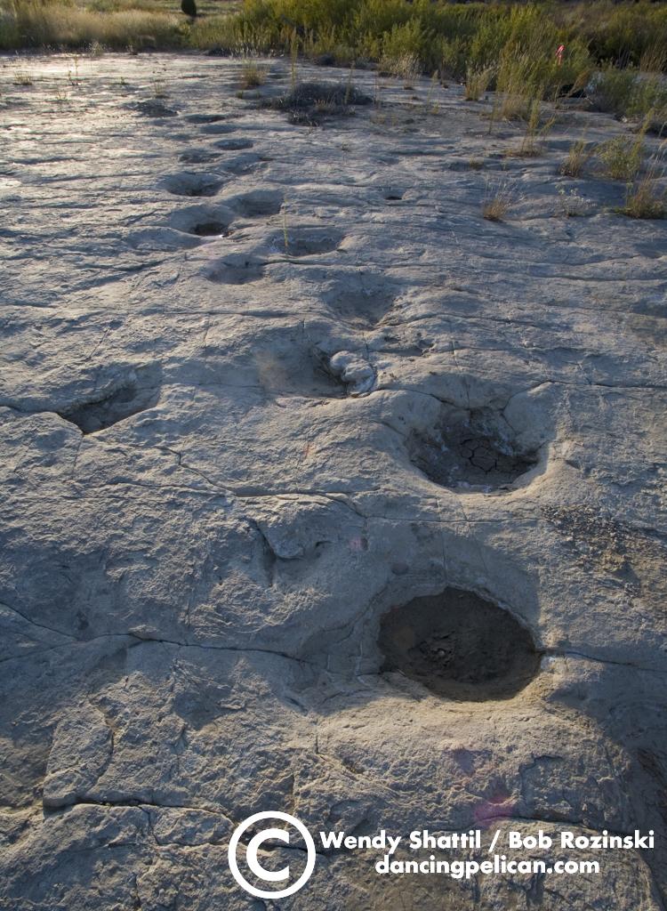 Dinosaur Tracks