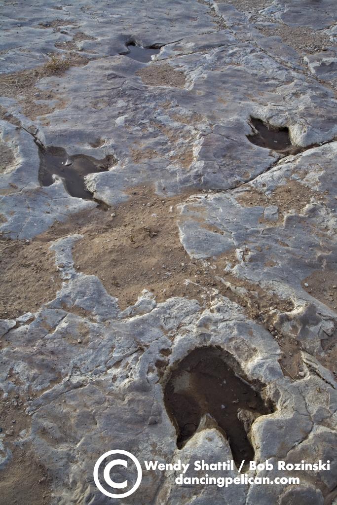 Dinosaur Tracks
