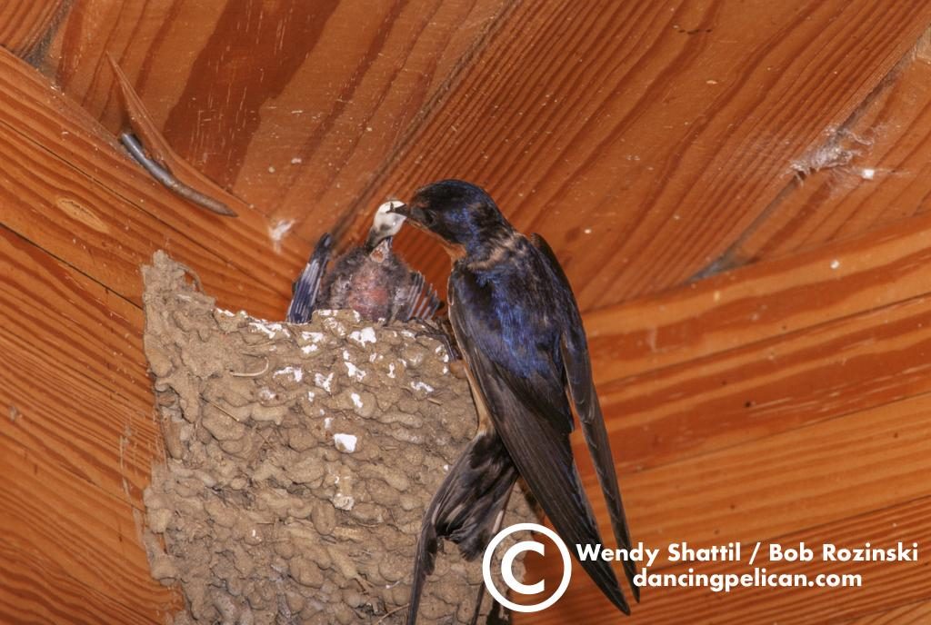 Swallows Shattilrozinski Photography