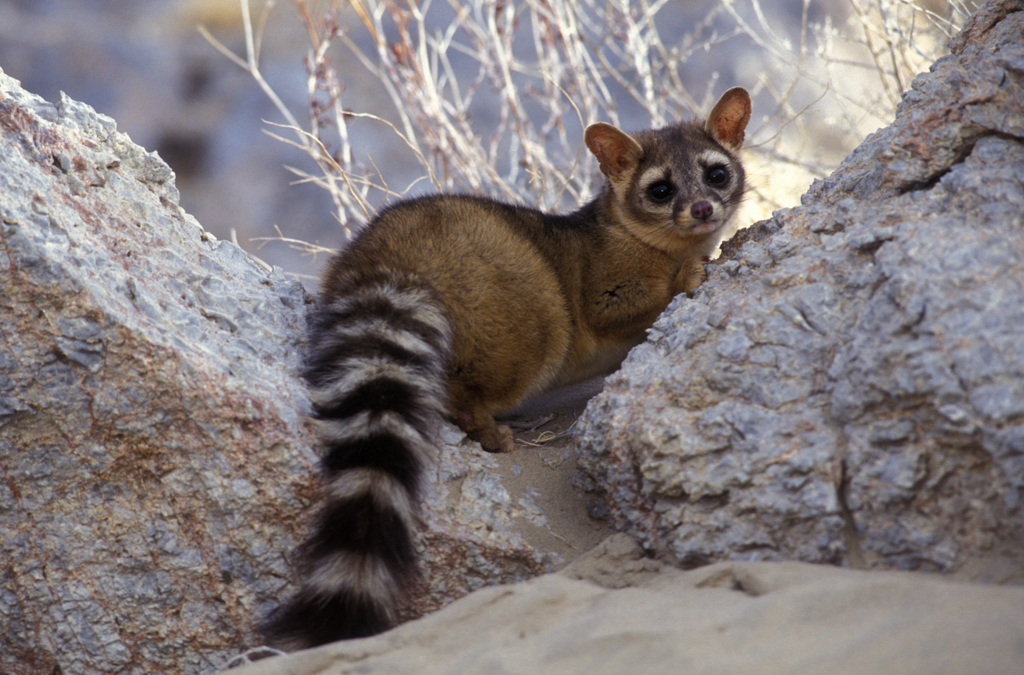  Ringtail  Cats  Shattil Rozinski Photography